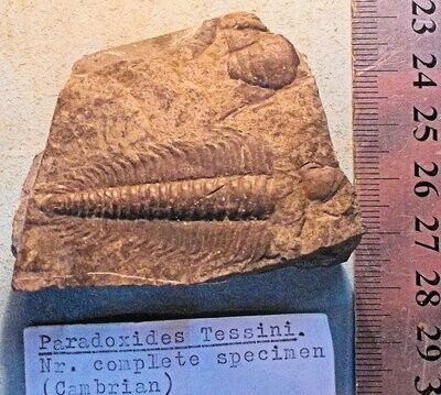 Rare sharply preserved Paradoxides tessini exuviae: Middle Cambrian, Ginets, Germany