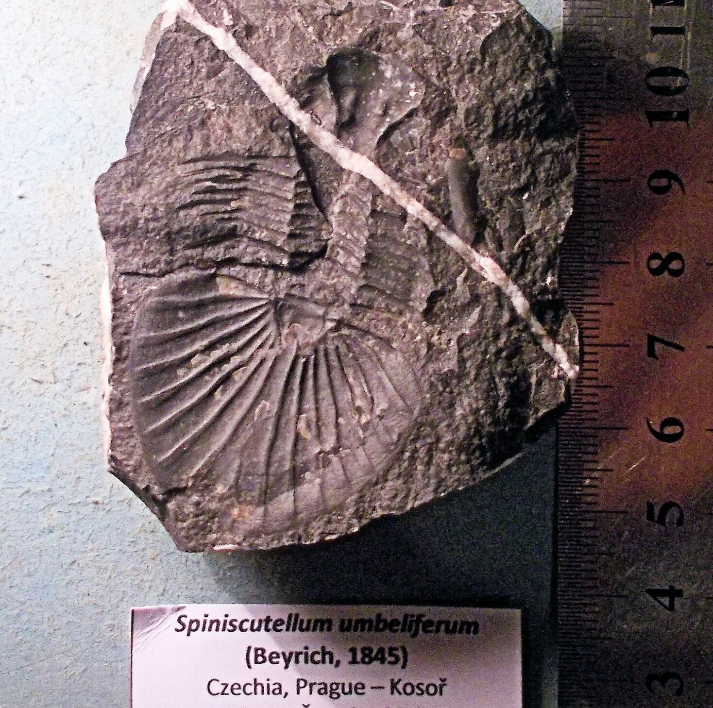 Very rare complete negative of Czech Scutelluid Spiniscutellum umbelliferum; Lower Devonian, Lochovian, Kosor.