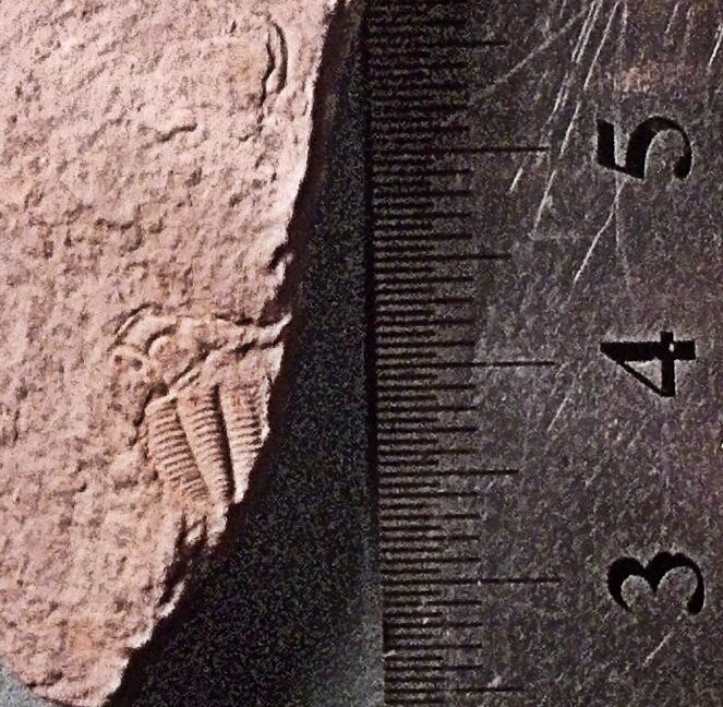 Rare essentially complete 1cm Harpidella sp. Devonian, Lilac Shales; Eifelian, Alnif Morocco.