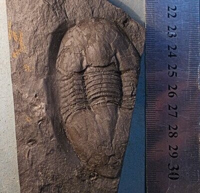 Rare and large (7.5cm Ectillaenus katzeri from Llanvirn, Sarka Formation, Czech Republic.