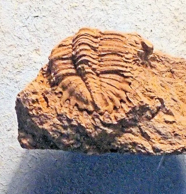 Rare semi-prone 3cm. Asteropyge perforata with good spines: Devonian; Upper Emsian,  Le Faou, Finistre, France.