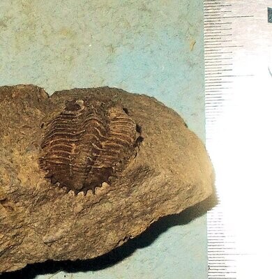 Rare semi-prone 2.4cm. Kayserops aff. inflatus with good spines: Devonian; Upper Emsian,  Le Faou, Finistre, France.