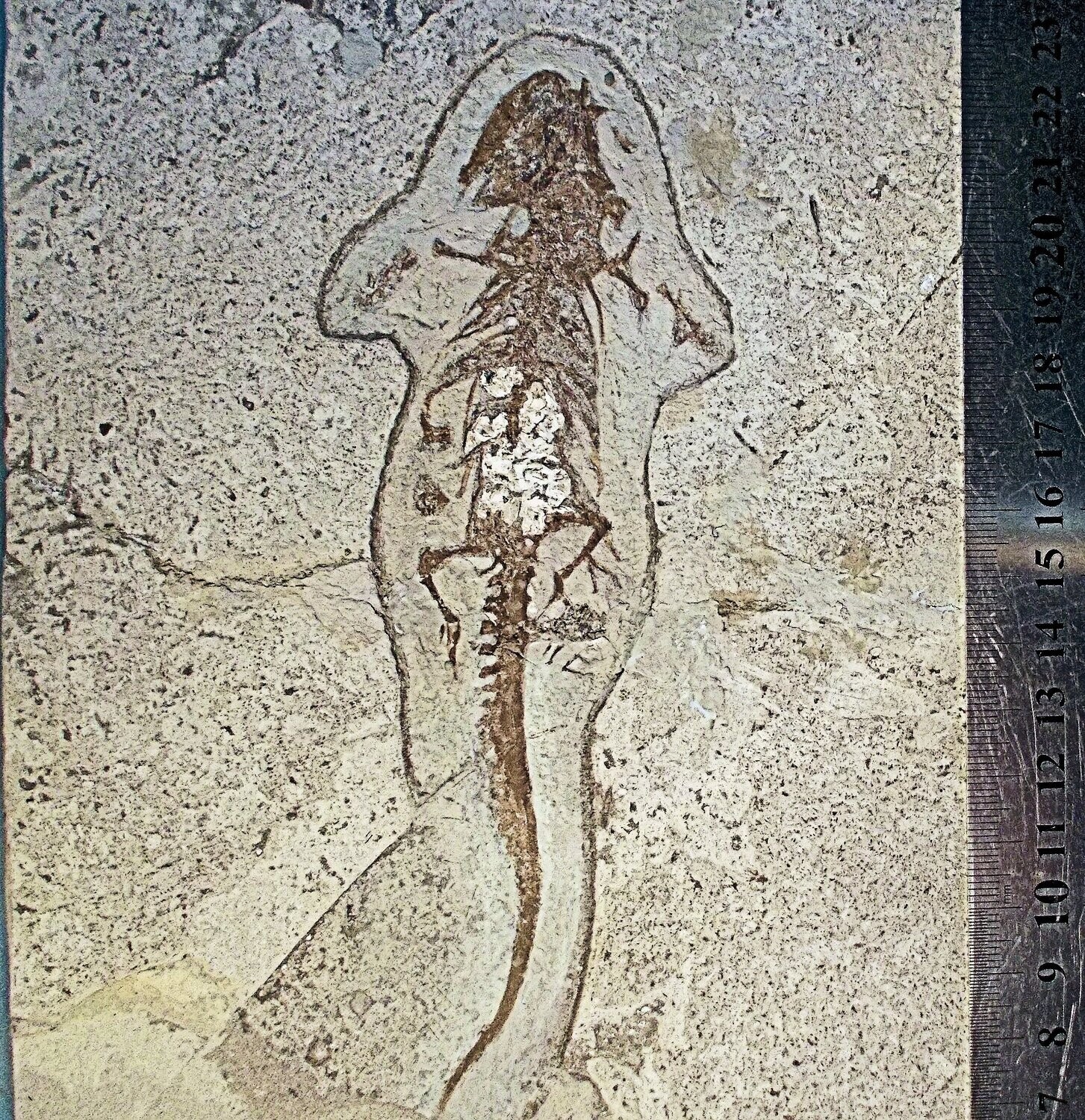 Fine complete 15cm Amphibian Chelotriton paradoxus with gut contents: Middle Miocene, Bosnia.
