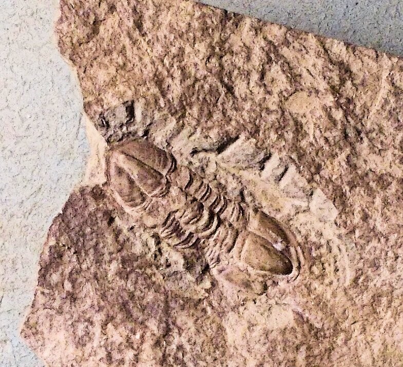 Sharply preserved 2.5cm complete Liobole raclaviensis : Carboniferous Tournasian, Lower Silesia, Poland.