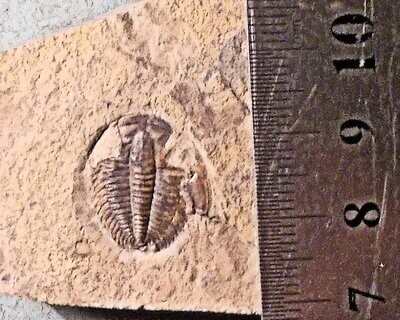 Rare essentially complete 1.5cm Dolerolenus zoppei: Lower Cambrian of Sardinia, Italy