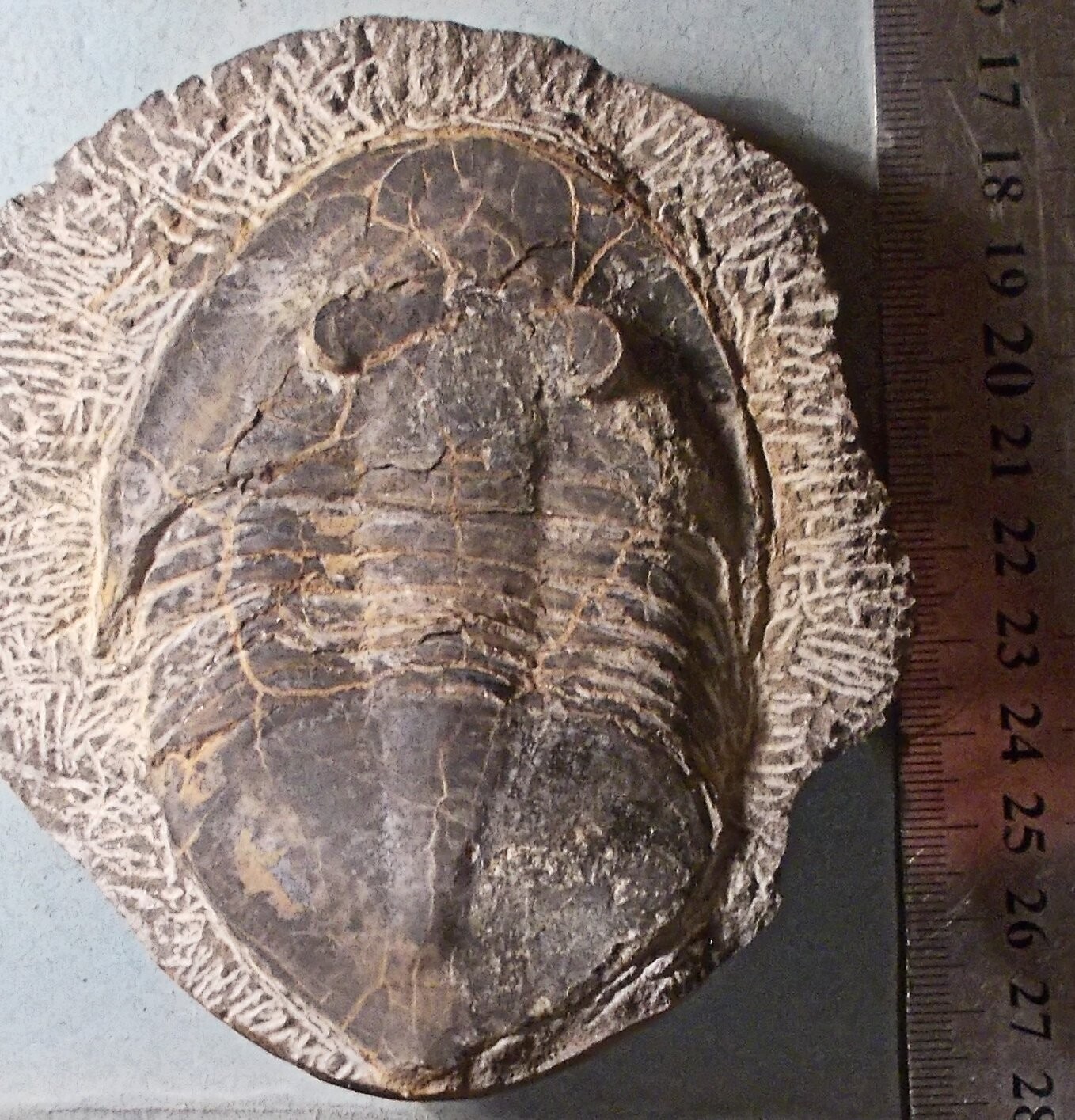 Rare 9cm prone Basilicus (Basiella) sp. Lower Ordovician, Fezouata Schist, Morocco