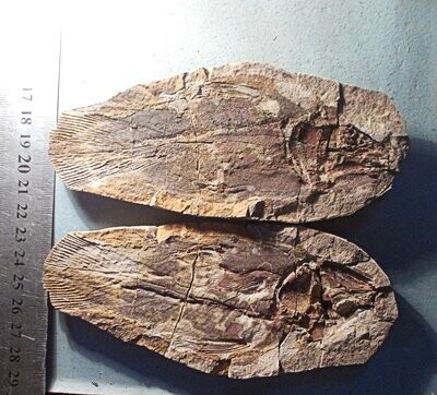 Beautiful complete 13.5cm Coelocanth Whitea woodwardi split pair, from Triassic of Madagascar.
