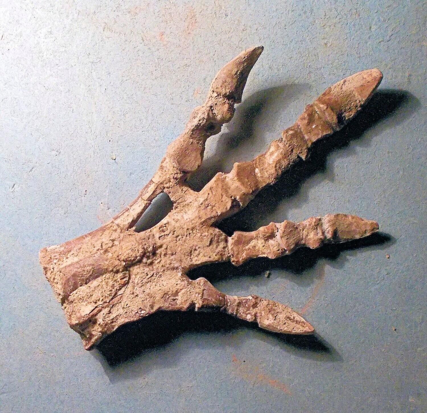 Excellent articulated 11cm X 8cm hind foot of Psittacosaurus mazongshensis  Yu 1997, from the Lower Xinminbao Formation of Ganzu Province, China.