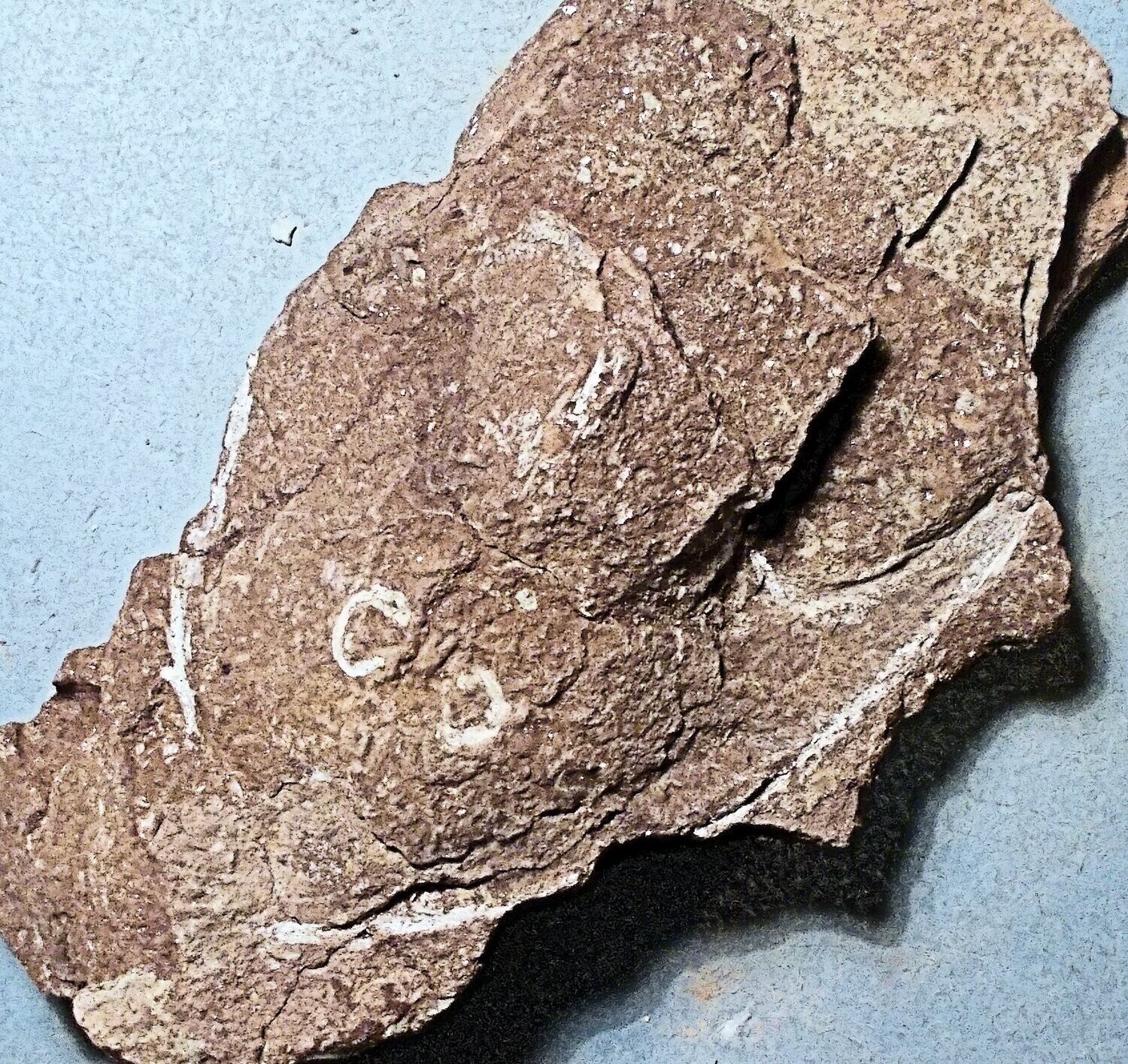 Fine 8cm headshield of Stensiopelta pustulata, with 8cm Victoriaspis headshield: armoured fish; Lower Devonian of Ukraine