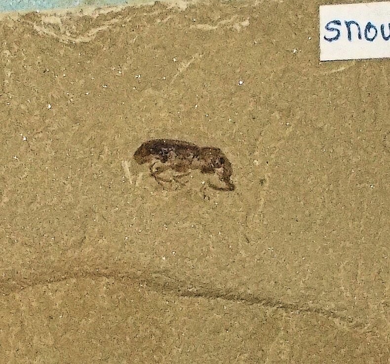 Very complete 1cm example of the Snout Beetle (weevil) Eugnamptus sp., Eocene Colorado, USA.
