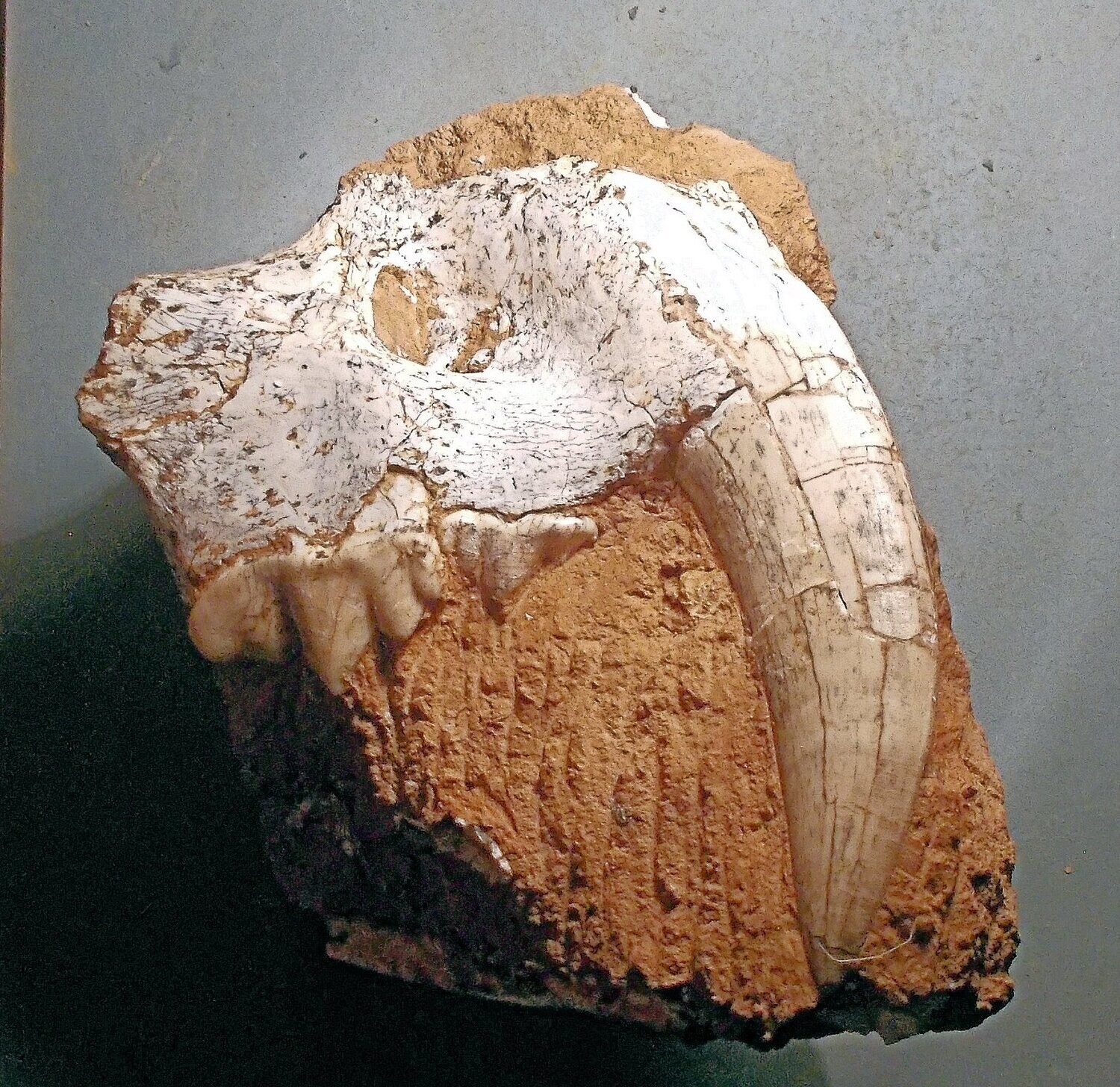Upper jaw with teeth of 'Sabre tooth cat' Metailurus major: 13cm canine: Pleistocene of Gansu Province, China.