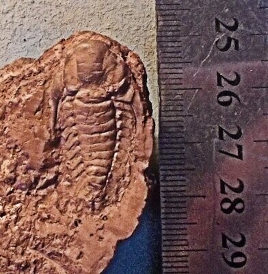 Rare complete  3cm Hexacopyge dalearlicus: Llanvirn/Caradoc of Baoshan, China.