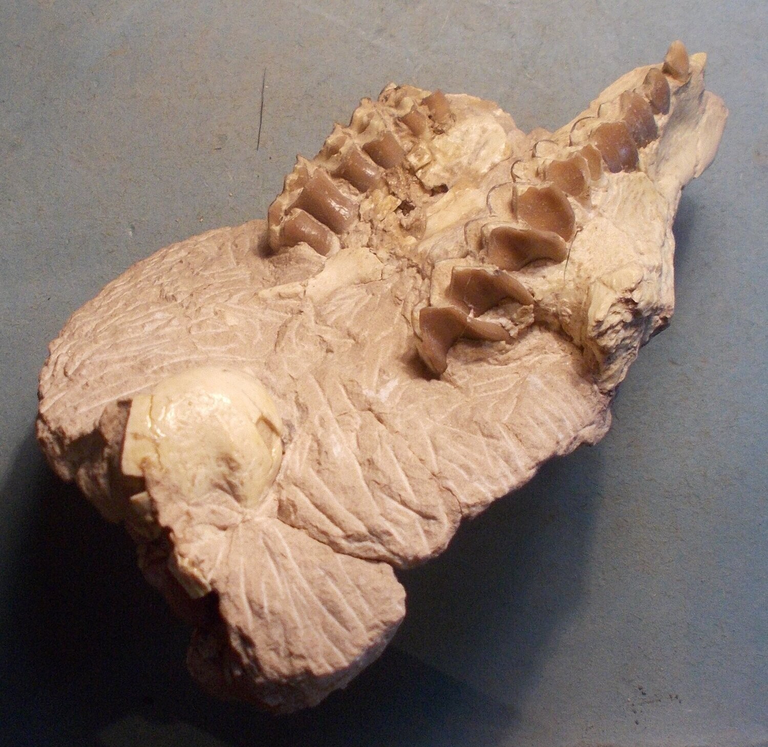 Fine 11cm partial upper skull of Leptauchensis nitida from Eocene of Wyoming, USA.