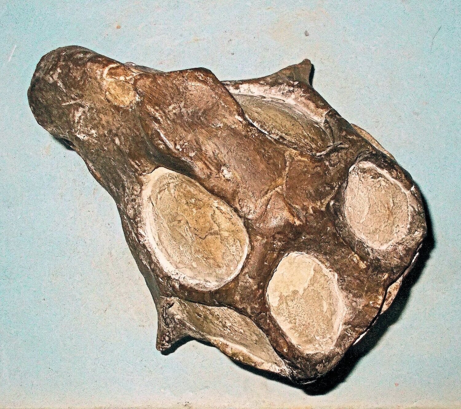 Fine 15cm X 12cm skull of Psittacosaurus mazongshensis  Yu 1997, from the Lower Xinminbao Formation of Ganzu Province, China.