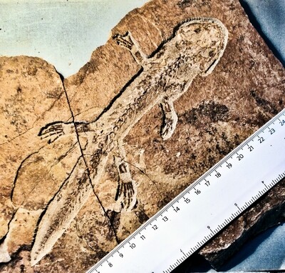 Rare 22cm amphibian Chauneropteon titnyense  with all limbs intact; Upper Jurassic Inner Mongolia, China
