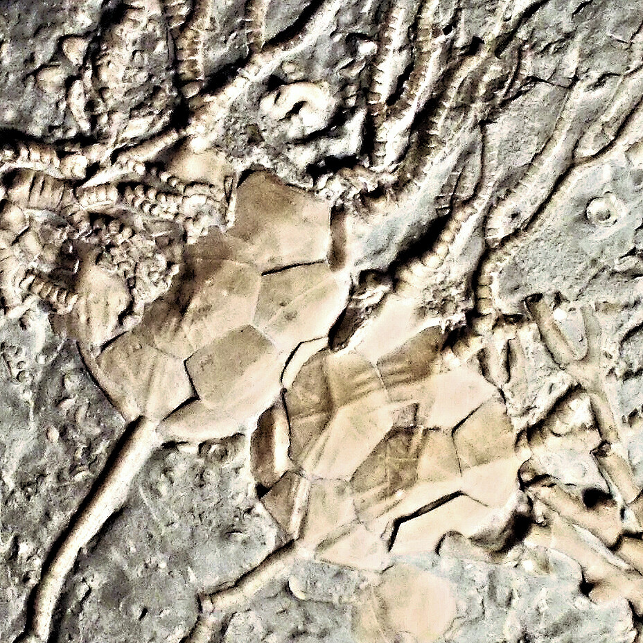 Fine triple cystoid Pleurocystites sp with crinoid remains, M. Ordovician, Canada