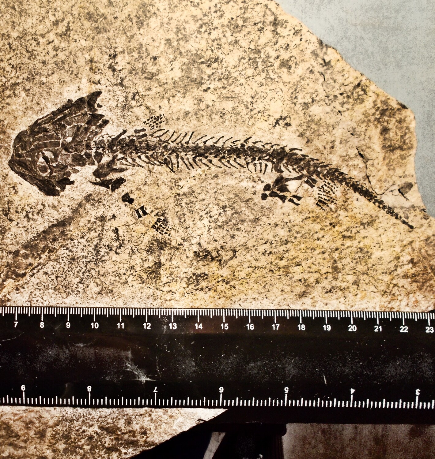 Excellent 16cm complete Discosaurischus pulcherrimus; Stegocephalid amphibian with lizard-like body and all phalanges intact: Lower Permian, Czech Republic