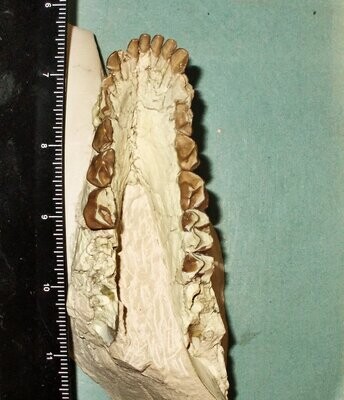 Fine 16cm partial lower jaw of Oreodon Merycoidodon sp. from Oligocene of South Dakota, USA.