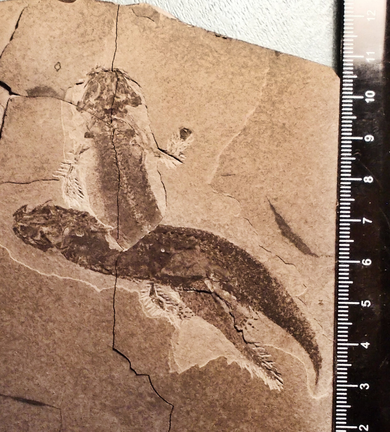 Beautifully preserved double amphibian Apateon pedestris with skin: Permian, Germany