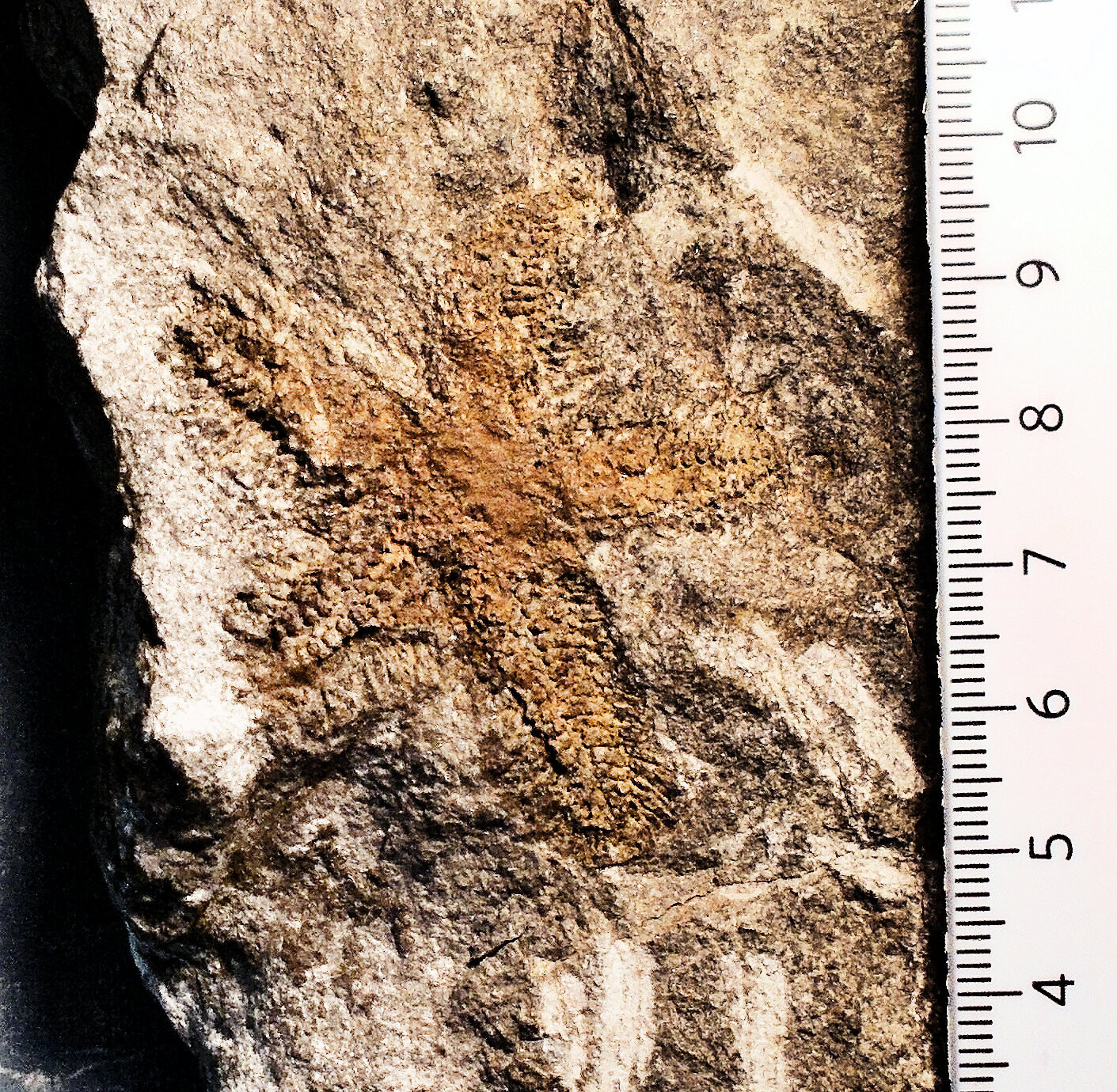 Rare and undescribed 5cm complete spinous starfish Late Ordovician of Morocco​
