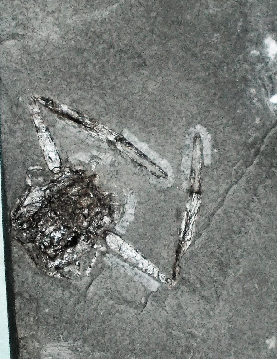 Fine and rare 5cm lobster Palaeopolycheles longipes with chelicerae and limbs: Jurassic, Liassic, Italy