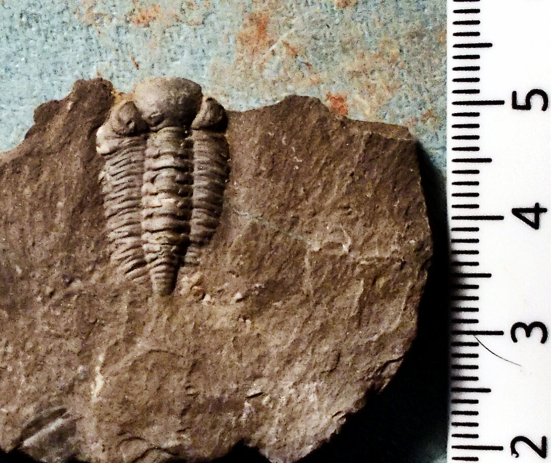 Fine, 2cm complete Acernaspis quadriliniata; L.Silurian, Llandovery, Shropshire, UK