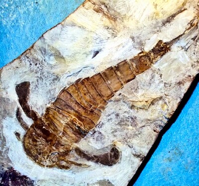 Fine essentially complete 10cm Balteurypterus tetragonophthalma w. appendages and both paddles, and entire tail spine: Upper Silurian of Ukraine