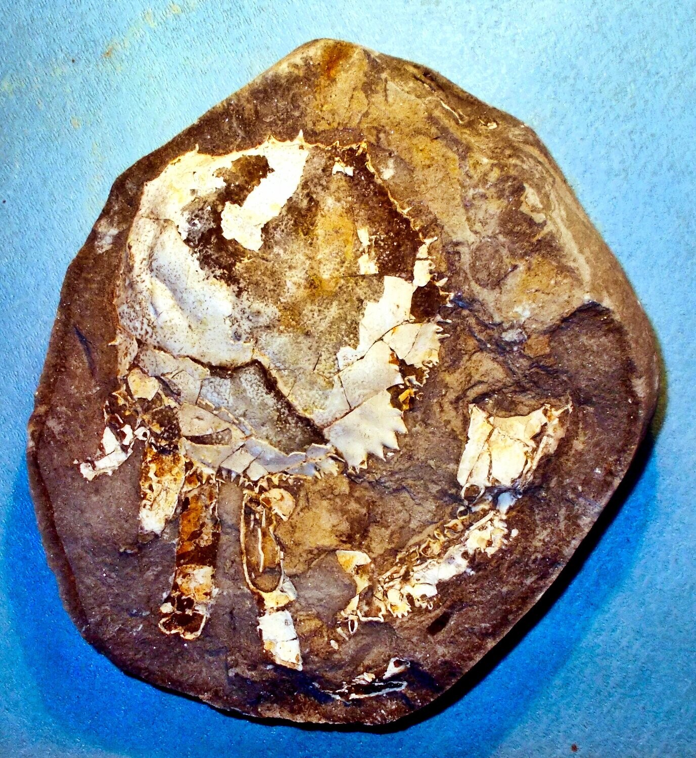 Trichopaltarian greggi: good sized (at least 12cm) and unprepared positive/negative example : Pliocene of New Zealand