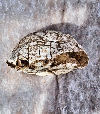 Fine complete  high relief 15.5cm X 14cm X 9cm shell and plastron of Tortoise Protestudo hipparion; Late Miocene, Ganshu Province, China