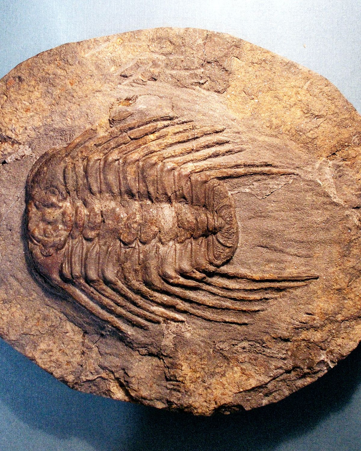 Fine 1.5cm Selenopeltis buchi buchi Upper Ordovician of Morocco