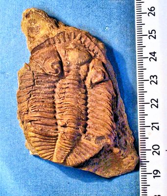 Rare and fine 6cm prone Odontocephalus aegeria, Middle Devonian, USA