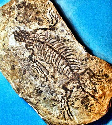 Essentially complete and fine 18cm  Barosaurus besairei with excellent limbs and digits: Upper Permian of Madagascar.