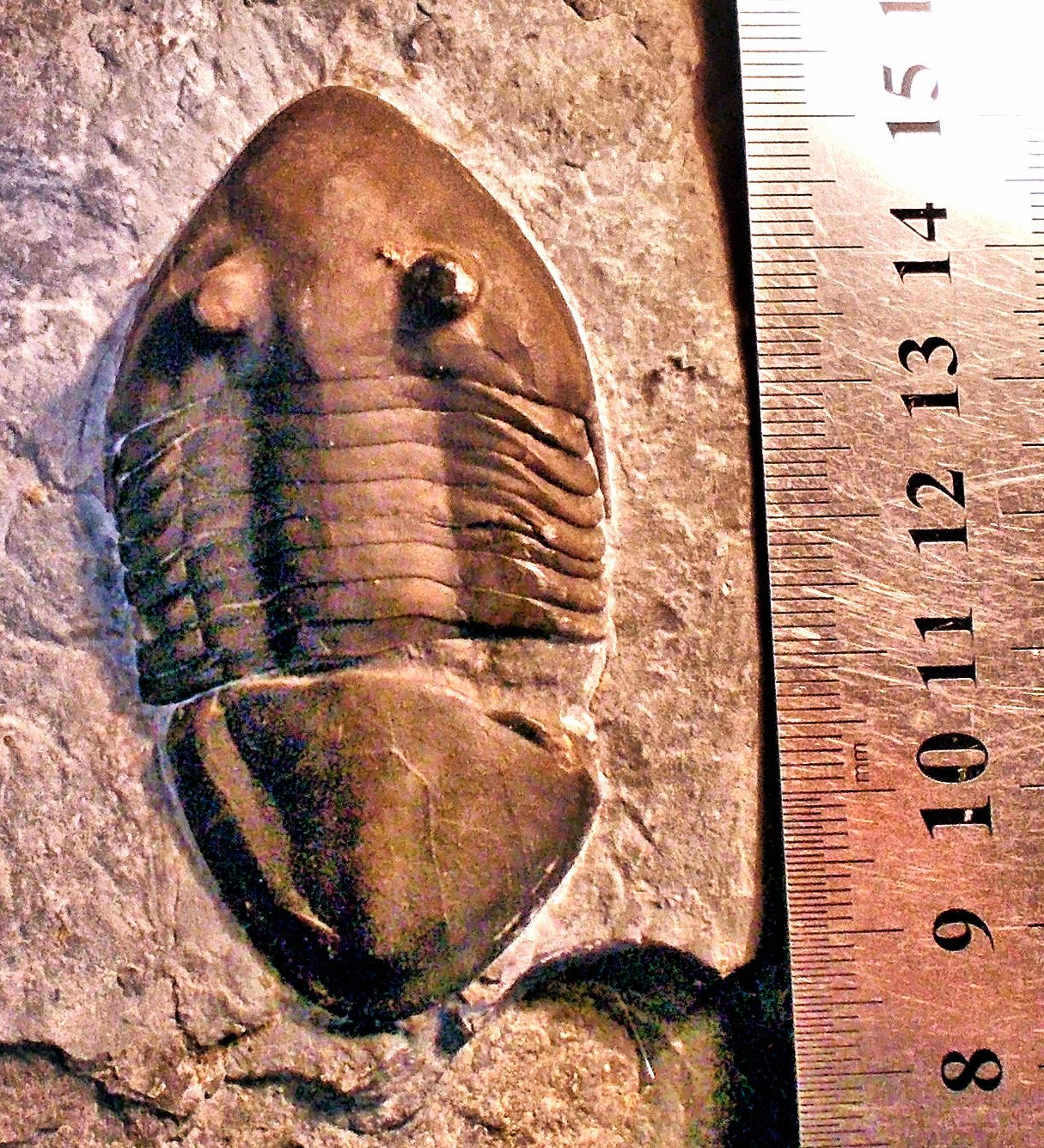 Fine 7cm prone Isotelus gigas, Ordovician, Quebec, Canada.