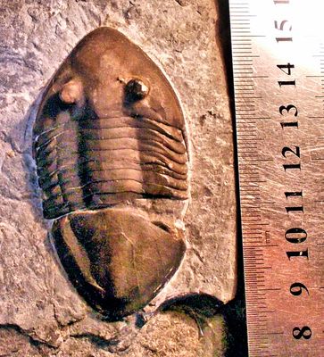 Fine 7cm prone Isotelus gigas, Ordovician, Quebec, Canada.
