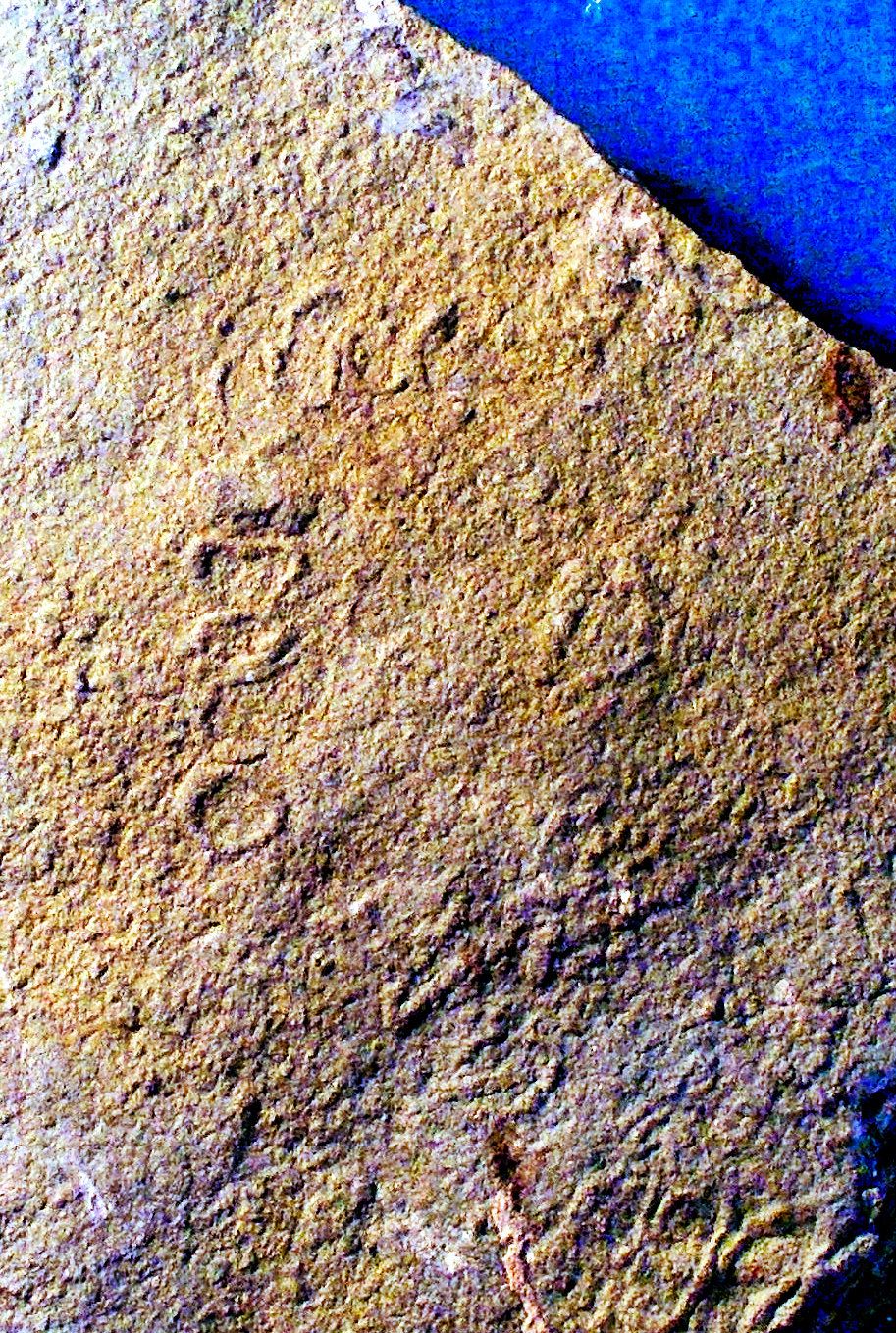 Rare and fine Veprina cf undisa colony: Pre-Cambrian (Vendian) of Ukraine