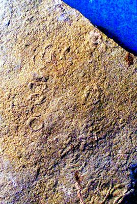 Rare and fine Veprina cf undisa colony: Pre-Cambrian (Vendian) of Ukraine
