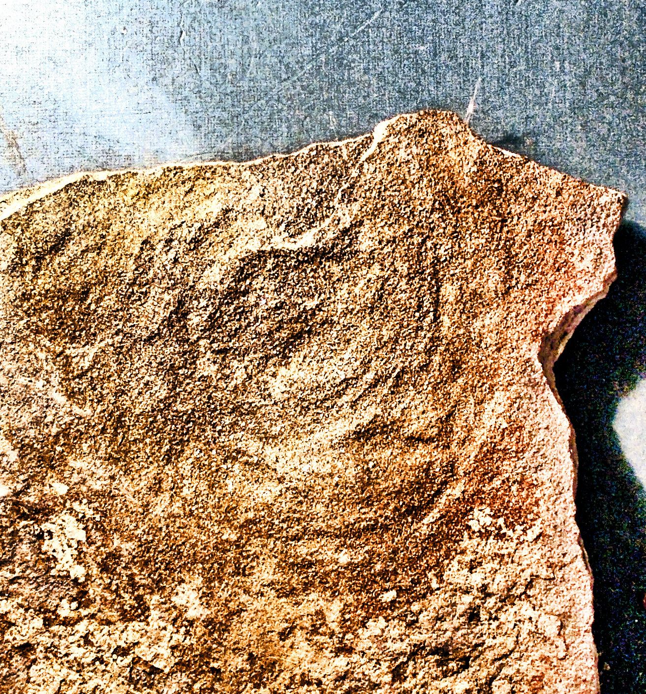 Rare and fine Cyclomedusa aff. serebrina;positive- negative pair  Pre-Cambrian (Vendian) of Ukraine