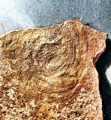 Rare and fine Cyclomedusa aff. serebrina;positive- negative pair  Pre-Cambrian (Vendian) of Ukraine