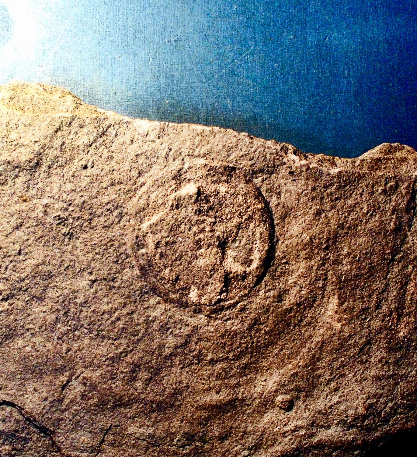 Fine and good sized and detailed Beltanella velikania: Upper Vendian, Western Ukraine.