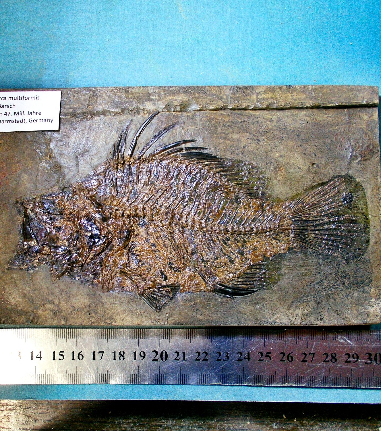 Splendid 17cm freshwater perch Amphiperca multiformis; Eocene, Messel, Germany