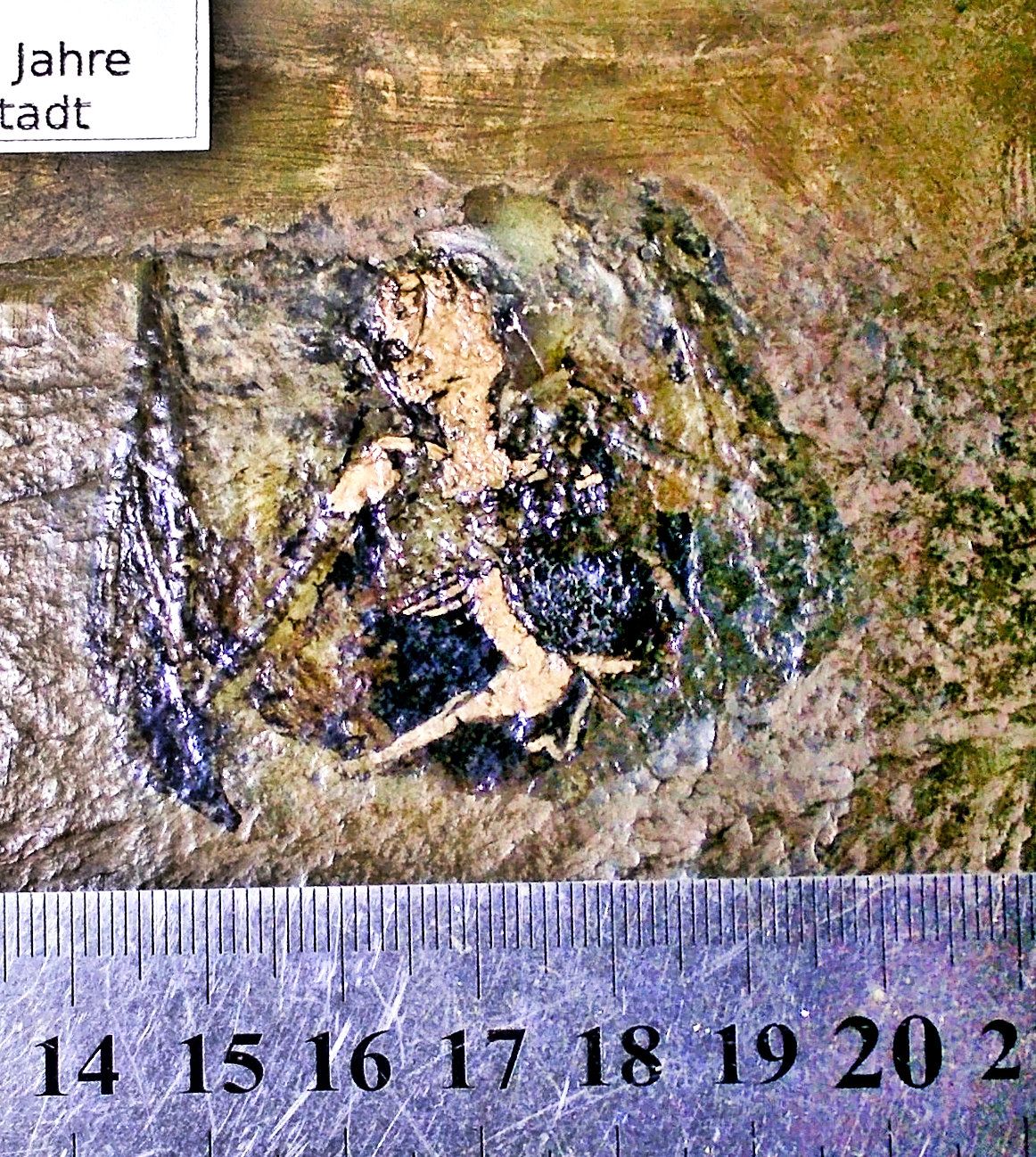 Rare near complete bat Palaeochiropteryx tuadion, with skin/fur: Eocene, Messel, Germany