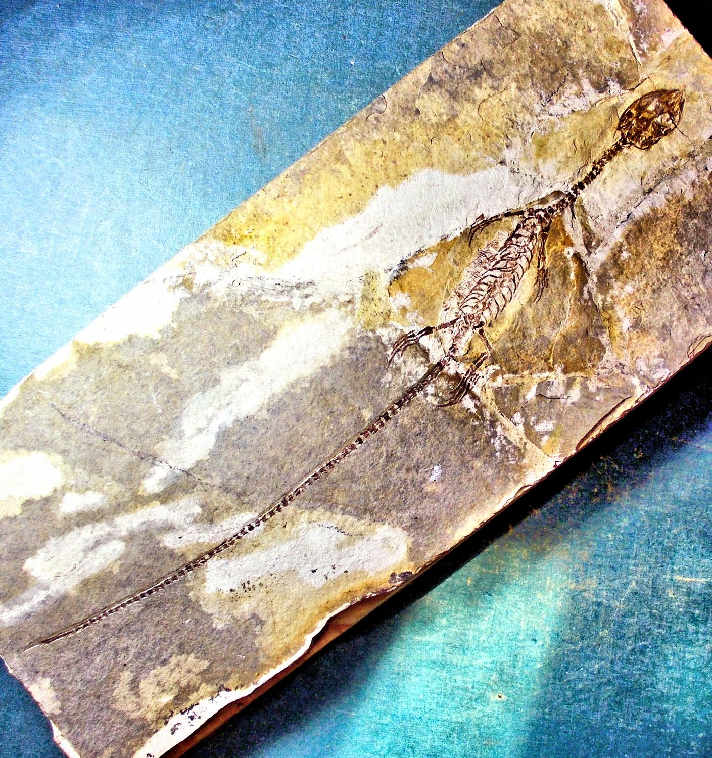 Splendid complete 16cm  Sinohydrosaurus lingyuanensis: Cretaceous, China