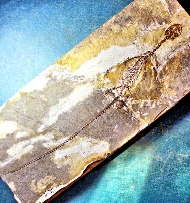 Splendid complete 16cm  Sinohydrosaurus lingyuanensis: Cretaceous, China