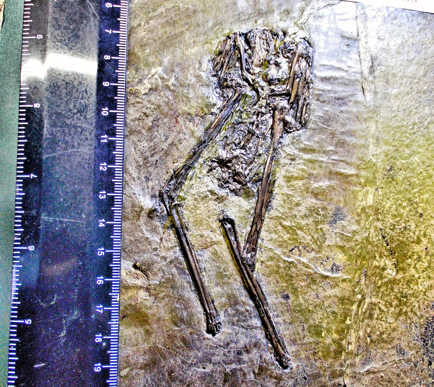 Rare 12.5cm near complete bird (rail) Messelornis cristata: Eocene, Messel, Germany