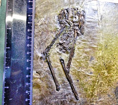 Rare 12.5cm near complete bird (rail) Messelornis cristata: Eocene, Messel, Germany