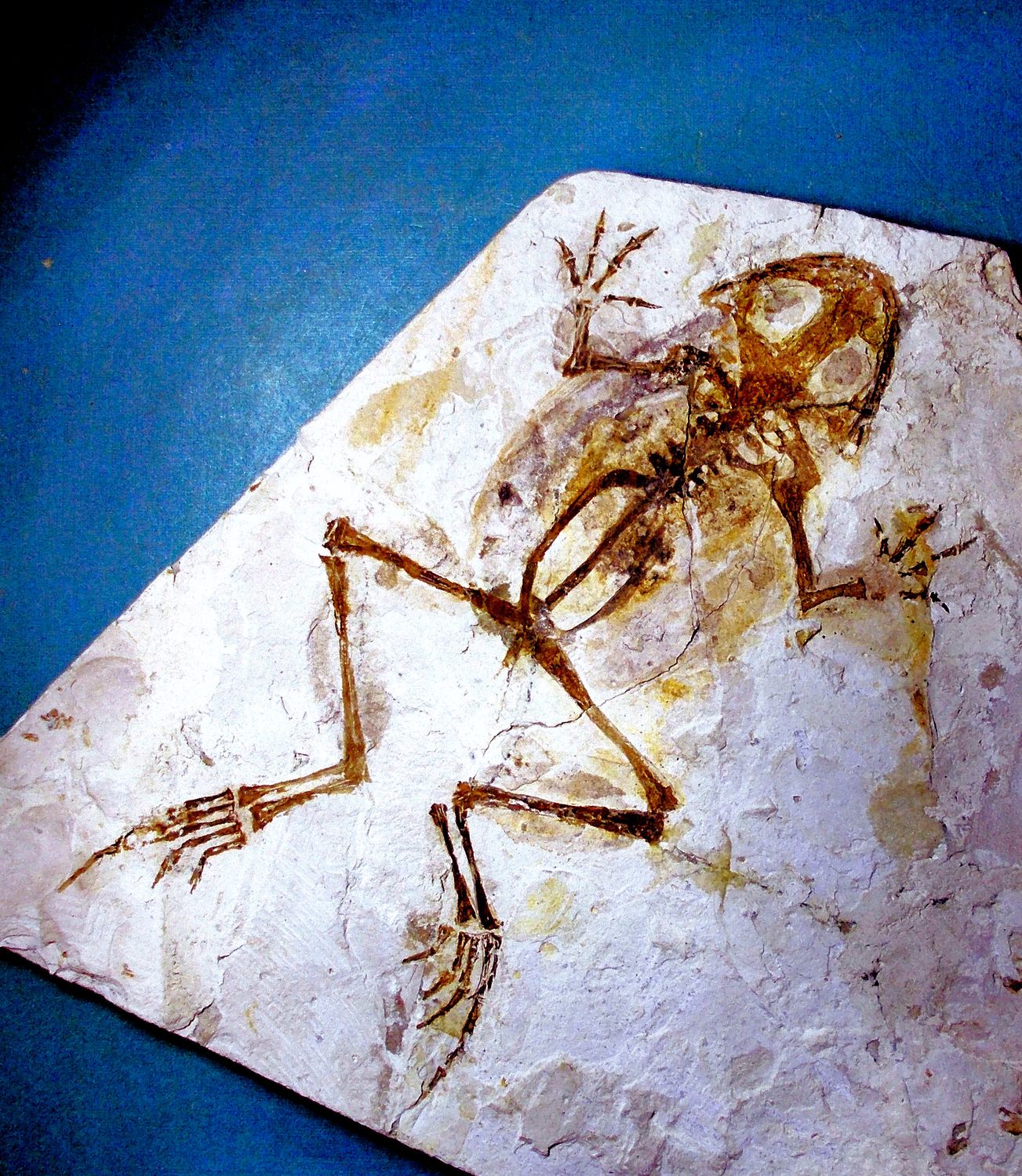 Fine complete 16cm  frog