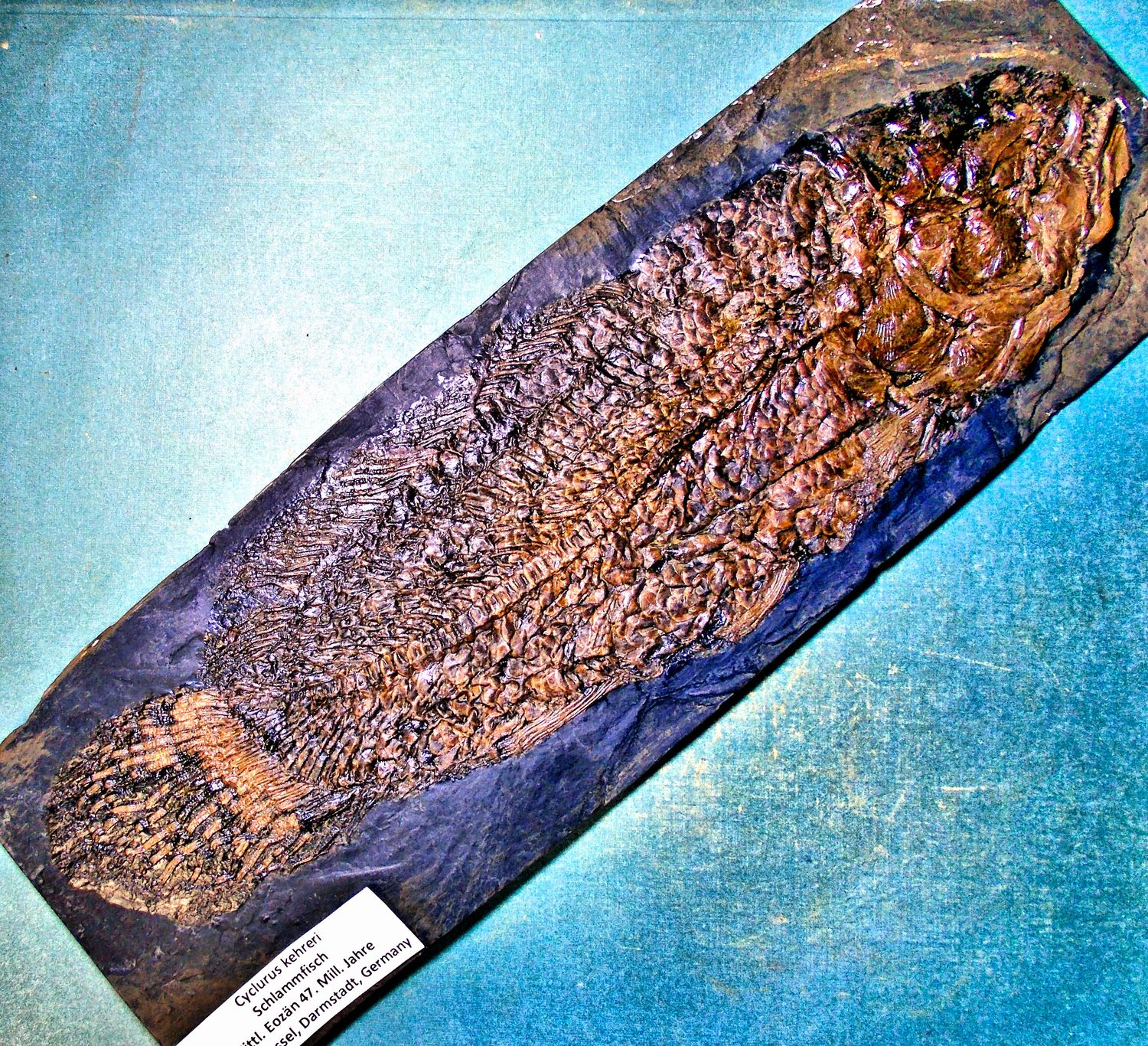Splendid 25cm freshwater fish Cyclurus keheri with fine dentition; Eocene, Messel, Germany