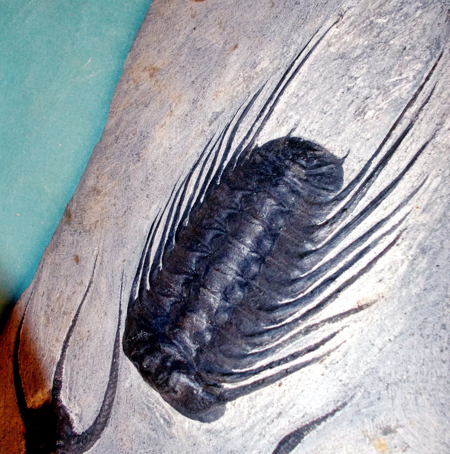 Fine 15cm Selenopeltis buchi buchi Upper Ordovician of Morocco