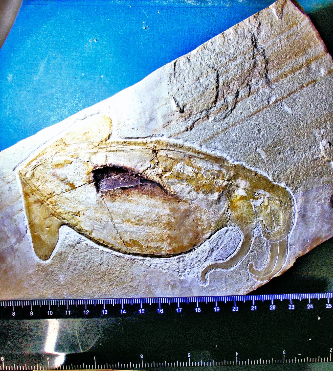 Rare and fine 15.5cm Squid with tentacles + soft body preservation: Cretaceous of Lebanon