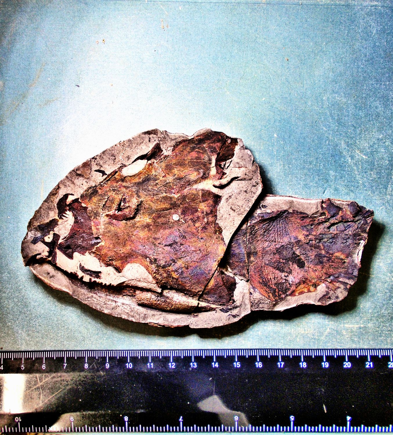 Fine 15cm skull and postcranial of Watsonisuchus sp. with excellent dentition and &#39;pineal eye&#39; Lower Triassic of Madagascar